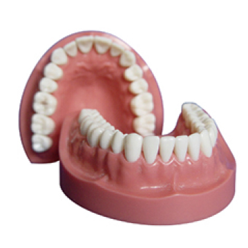 Jingle JG-Y5 — Фантомная челюсть (32 зуба)