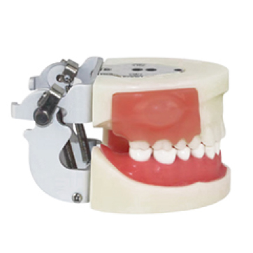 Jingle JG-Y23 — Модель цистомии