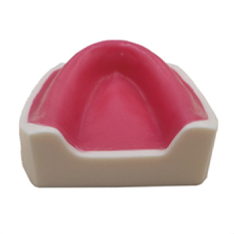 Jingle JG-Y8 — Фантомная челюсть для имплантации